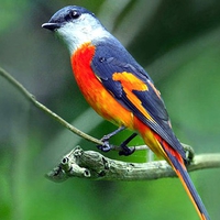 Colorful Bird