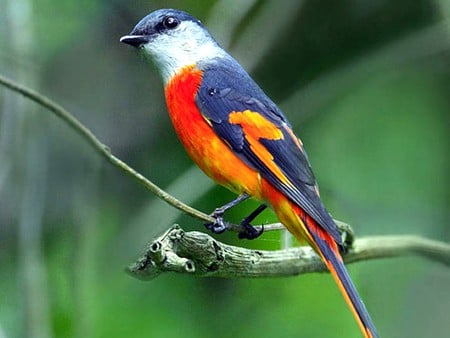 Colorful Bird - bird, colorful, picture, beautiful