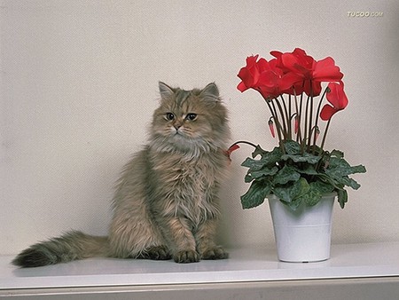 kitten and flowers for Cinzia - grey longhair, kitten, beautiful, red, pot flowers, table, sitting