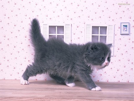 little walking cat for leo19 - longhair, kitten, walking, grey white, lovely, dolls house, cat