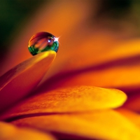 waterdrop on flower for Ahava