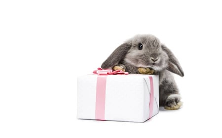 Gift for you - rabbit, grey, white, ribbon, gift, box, pink