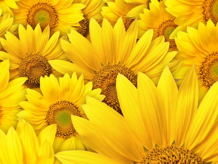 Sunflowers - sunflower, nature, yellow, beauty, flower