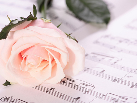 Sweet melody and beautiful rose - rose, beauty, flower, notes