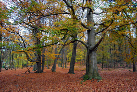 Autumn carpet - red, carpet, forest, sesons, landscape, beautiful, leaves, yellow, trees, nature, autumn, green