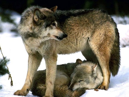 on guard - guard, winter, nature, snow, wolves