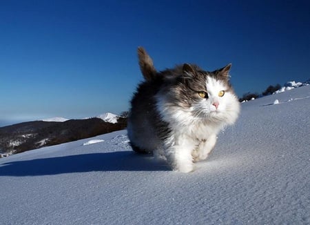 On the Piste - fur, animal, feline, snow, whiskers, paws, cat, sky