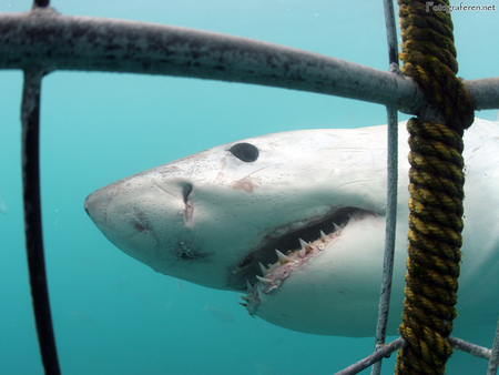 Shark Cage - rebar, fear, shark, sea