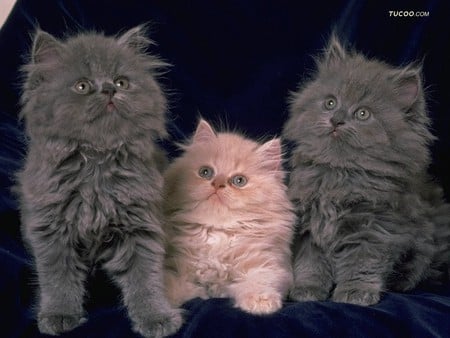 Trio - white, sittings, grey, 3 kittens, longhair, lovely, little