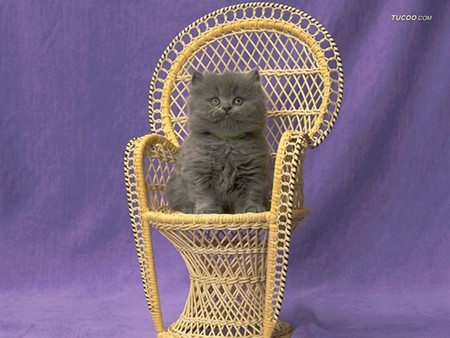 lovely kitten for Andonia - sitting, grey, rattan chear, longhair, lovely, little, kitten