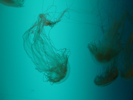 Jellyfish - aquaqrium, marine life, jellyfish, fish