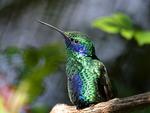 Hummingbird