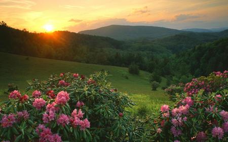 Flowers - flowers, trees, nature, sun