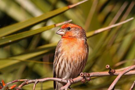 Bird - tree, animal, nature, bird