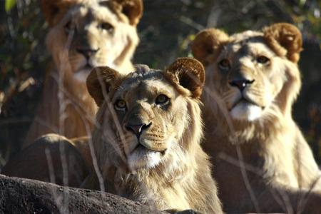 Lion Cubs - animal, cubs, lion, cats