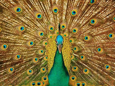 Peacock - bird, feathers, animal, peacock