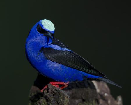 Bird - animal, bird, black, blue