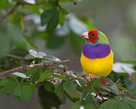 Bird - animal, leaves, colorful, tree, bird