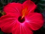 fractal hawaii flower