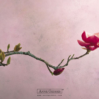 Anne Geddes flowers baby