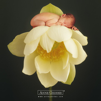 Anne Geddes flowers baby