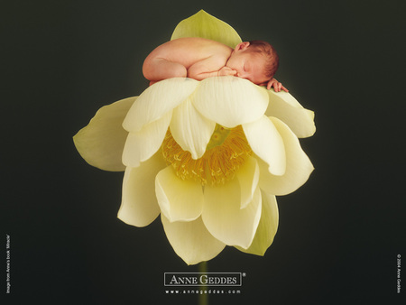 Anne Geddes flowers baby - sleeping, yellow, marzipan baby, beautiful, flower