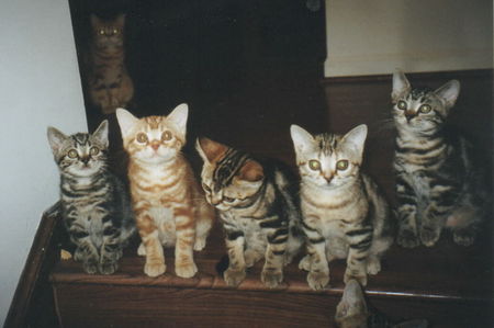 a bunch of kitties look inocent - silly, loveable, cute, troublesome