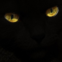 Amber Cat Eyes