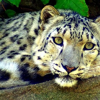 Nice Snow Leopard