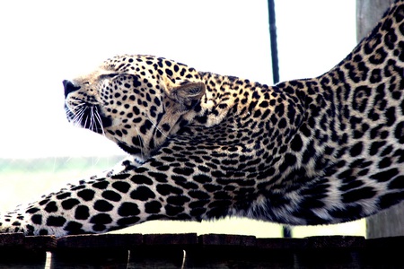 Stretching - animal, leopard, cat, cats