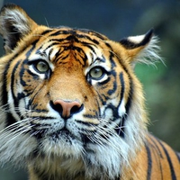 Beautiful Tiger