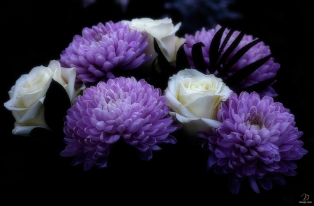 wonderful colors - flowers, rose, white, purple