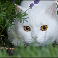 garden cat
