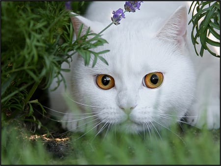 garden cat - garden, cat