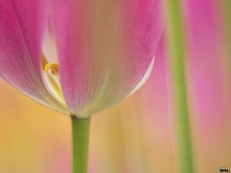 tulip - tulips, nature, makro, color, flower