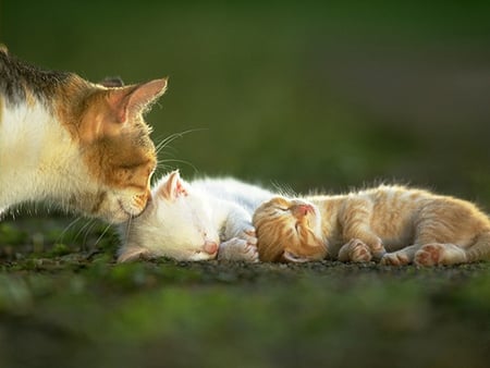 mother cat - mother, icat, cat