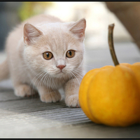 magic pumpkin