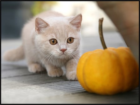 magic pumpkin - pumpkin, magic