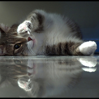 tired cat