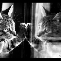 pending cat