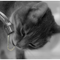 fastidious cat