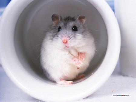 Lovely Pet - pet, hamster, teacup, white grey, lowely