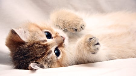 lovely kitten - paws, kitty, funny, sweet, lovely, cute, kitten