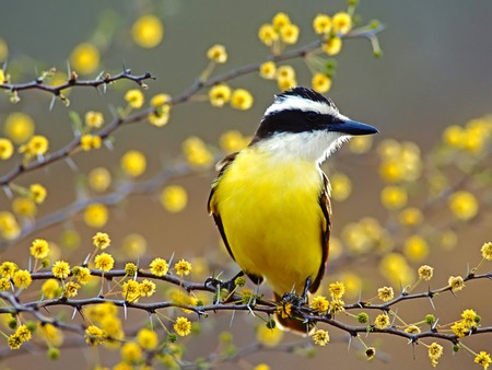 Seemly Yellow - bord, blossom, yellow, beak, branche