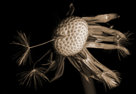 Dandelion - seed, soaring, black white, dandelion