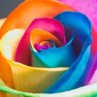 Colorful rose