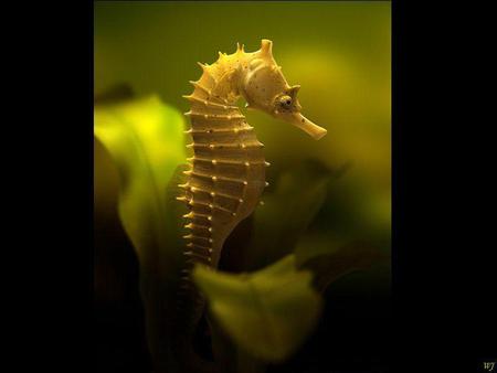 Sea-horse - animal, water, sea-horse, nature, sea, fish, horse