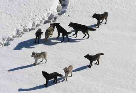 yellowstone wolves - snow, hills, daylight, wolves