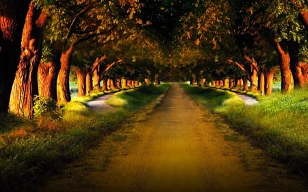 EVENING WALK,ANYONE?? - path, sunlight, row, trees, road, tyre print, forest, sand