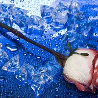 Rose and ice heart